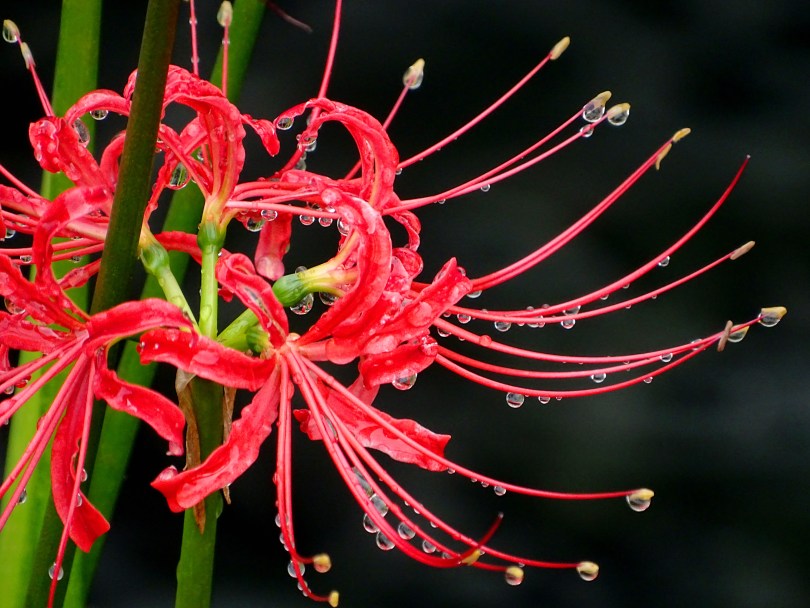 Red spider lily