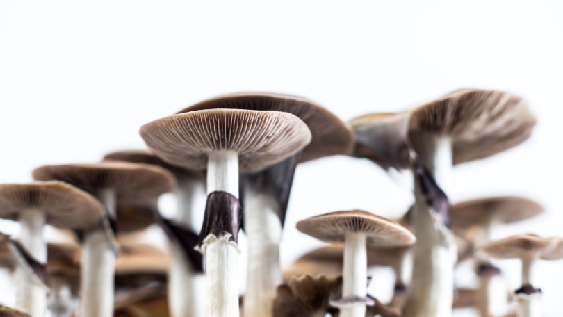 Mexico's magic mushroom tourism