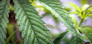 aeroponic