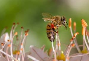 bees hemp flowers