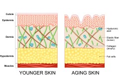 cbd anti-aging