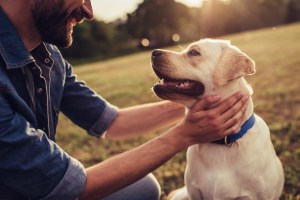 cbd pets risks