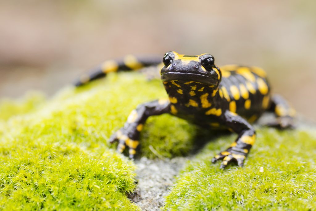 fire salamander