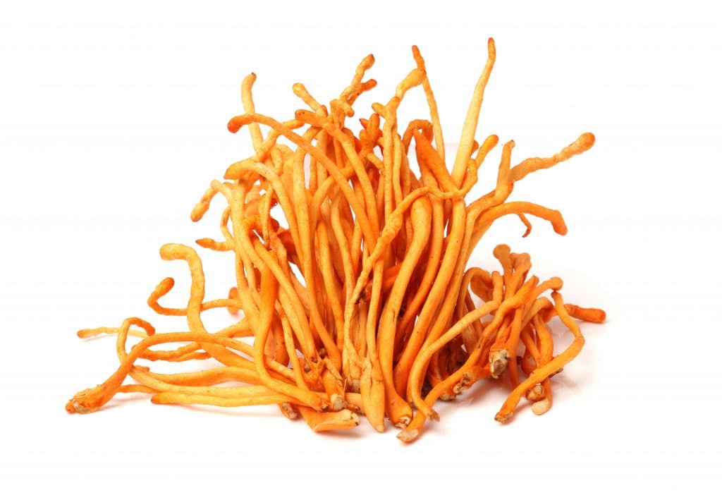 Cordyceps Mushrooms