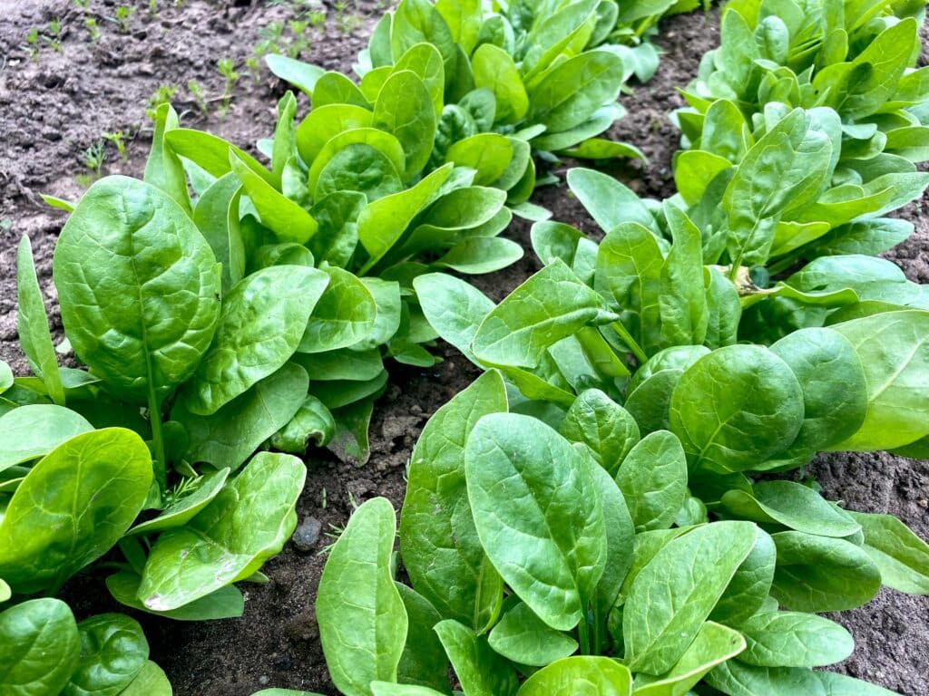 Having your own garden is a great way to save money, eat healthy food, connect with nature - all of which can help you relax and improve both your physical and mental wellbeing. 